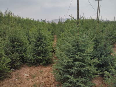 定西綠森苗木種植農民專業合作社