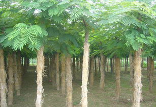 博野縣王飛苗木花卉經(jīng)紀(jì)信息服務(wù)部