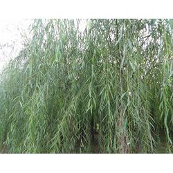 苗木綠化灌溉,回興苗木綠化,軒華苗木基地 查看