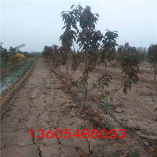 醋酸丁脂價格 醋酸丁脂公司 圖片 視頻