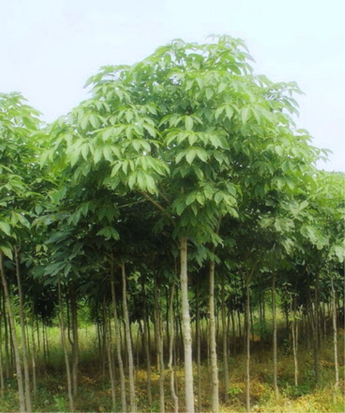 七葉樹(shù)-浙江省海寧市長(zhǎng)安苗木桑苗示范園區(qū) 產(chǎn)品展示(浙江.