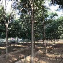 2019綠化苗木價(jià)格 報(bào)價(jià) 綠化苗木批發(fā) 第4頁(yè) 園林網(wǎng)