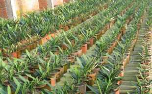 雪松,龍柏,蜀檜,鑫磊苗木_農(nóng)副產(chǎn)品_世界工廠網(wǎng)中國產(chǎn)品信息庫