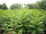 供應(yīng)博野華林苗木苗圃|博野苗圃報(bào)價(jià)_安全防護(hù)_世界工廠網(wǎng)中國產(chǎn)品信息庫