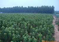 櫻桃樹苗紅燈、美早、早黃金[供應(yīng)]_綠化苗木_世界工廠網(wǎng)中國產(chǎn)品信息庫