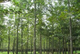 供應(yīng)銀杏 銀杏樹 銀杏苗木 銀杏實(shí)生樹 銀杏嫁接樹_農(nóng)副產(chǎn)品_世界工廠網(wǎng)中國產(chǎn)品信息庫