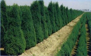 喬木|河南檜|添寶苗木|河南檜價格_農(nóng)副產(chǎn)品_世界工廠網(wǎng)