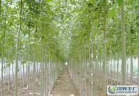 綠化苗木,喬木,灌木,白蠟[供應(yīng)]_綠化苗木_世界工廠網(wǎng)中國產(chǎn)品信息庫