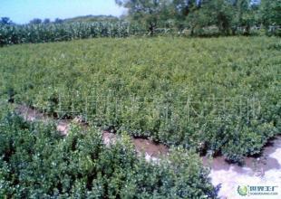 批發(fā)銷售綠化苗木小葉黃楊_農(nóng)副產(chǎn)品_世界工廠網(wǎng)中國產(chǎn)品信息庫