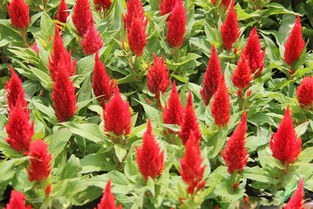 元磊花卉供應(yīng)實惠的雞冠花 優(yōu)質(zhì)雞冠花價格