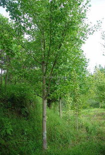 北京博雅森綠化苗木銷售公司