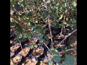 印度檀香苗買賣價格 廣東檀香