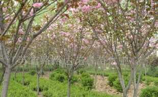 供應櫻花、喬木灌木、紫薇、廣玉蘭 沭陽苗木_農(nóng)副產(chǎn)品_世界工廠網(wǎng)中國產(chǎn)品信息庫