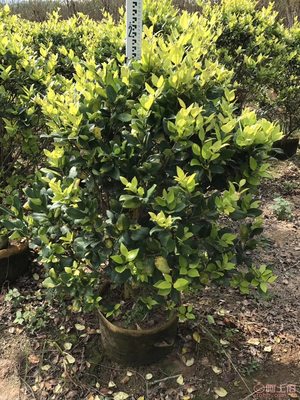 【興輝園藝場直銷金森女貞袋苗、園林綠化、農戶種植】綠化苗木,價格,廠家,供應商,花木,龍海市東泗興輝園藝場 - 產品庫