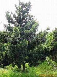 湖南苗木花木批發(fā)廠家價格 湖南苗木花木生產(chǎn)廠家