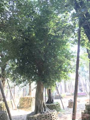 【小葉榕苗木直轄、品質(zhì)保證、最新報(bào)價(jià)】綠化苗木,價(jià)格,廠家,供應(yīng)商,花木,龍海市東泗興輝園藝場(chǎng) - 產(chǎn)品庫