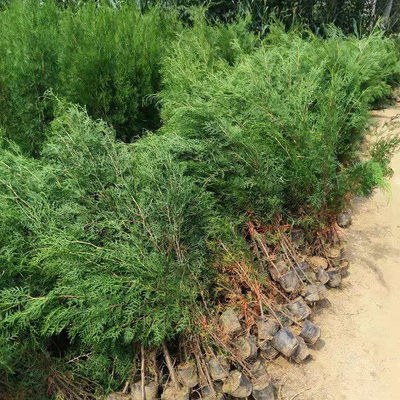 山東側(cè)柏 基地側(cè)柏一棵多少錢-綠化苗木