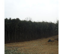 【直銷高桿女貞樹苗常綠喬木量大專車配貨現(xiàn)貨充足高干女貞小苗】沭陽盛唐綠化苗木場(chǎng) - 產(chǎn)品庫