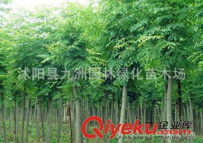 批發(fā)華山松,羅漢松,雪松,規(guī)格全,貨源足。-沭陽縣九洲園林綠化苗木場(chǎng)提供批發(fā)華山松,羅漢松,雪松,規(guī)格全,貨源足。的相關(guān)介紹、產(chǎn)品、服務(wù)、圖片、價(jià)格沭陽縣九洲園林綠化苗木場(chǎng)、花卉苗木;苗木種子;景觀木屋