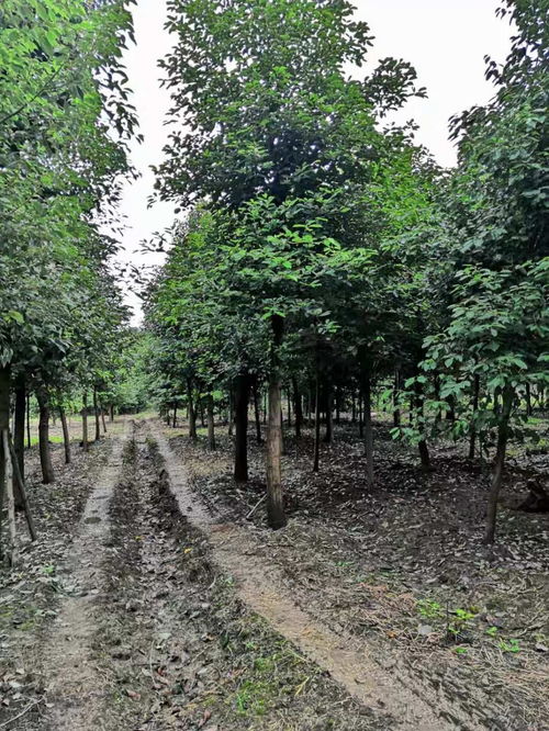 香樟大量批發 香樟工程苗價格