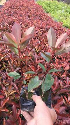 【紅葉石楠袋苗優質批發、量大優惠】綠化苗木,價格,廠家,供應商,花木,龍海市東泗興輝園藝場 - 產品庫