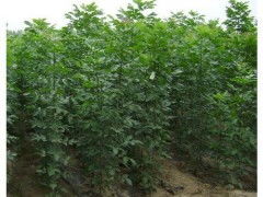 白蠟小苗價格 供應(yīng)產(chǎn)品 河南鄢陵中原苗木培育基地