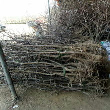 鮮棗供應(yīng)商價格 鮮棗供應(yīng)商公司 圖片 視頻