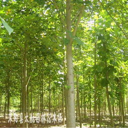 供應(yīng)黑松 馬褂木 欒樹 烏桕 紫荊等綠化苗木 花木指導(dǎo)價 供應(yīng)黑松 馬褂木 欒樹 烏桕 紫荊等綠化苗木