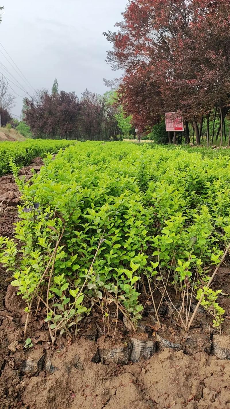 苗木種植基地 #記錄我的種植生活 營養(yǎng)缽金葉女貞15萬棵,