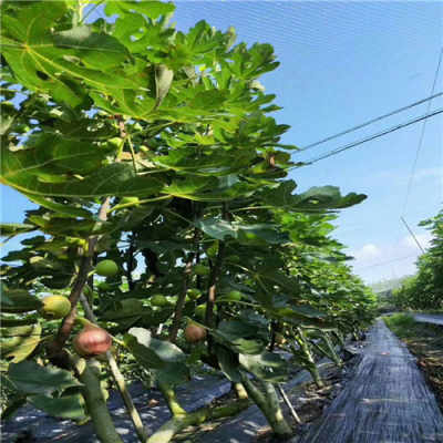 新聞 成都金奧芬無花果 一公分無花果樹苗供應產品基地