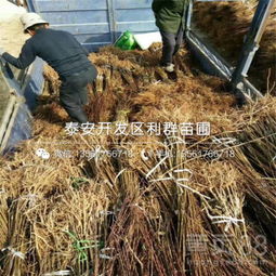 【新梨7號梨苗批發(fā)基地、新梨7號梨苗多少錢一棵】-