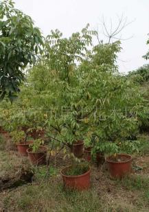 楊桃 喬木綠化苗木價格_楊桃 喬木綠化苗木廠家_世界工廠網(wǎng)產(chǎn)品信息庫