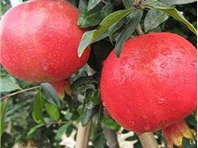 吳中區(qū)東山石井灣苗木場產品展示