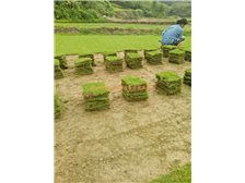 產品展示 郴州市蘇仙區(qū)宏達草皮苗木基地