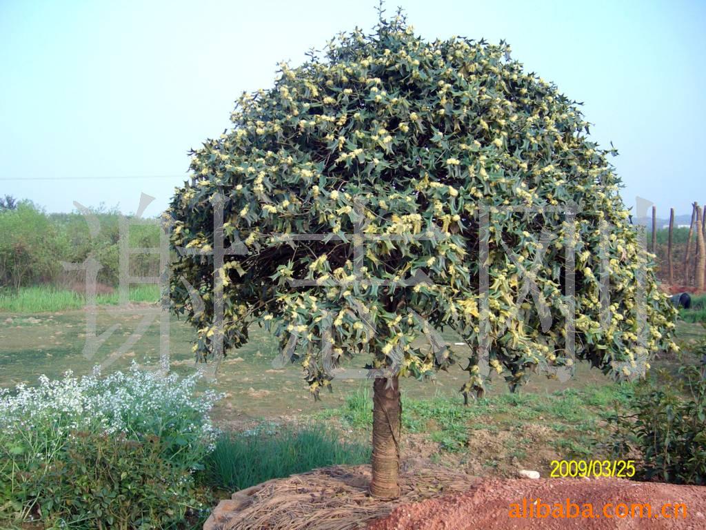 【綠化設計圖中的喬木與灌木之分】價格、產(chǎn)品供應,綠化設計圖中的喬木與灌木之分廠家批發(fā)-1024商務網(wǎng)