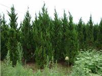 找鄢陵河南檜的苗木價格價格、圖片、詳情,上一比多_一比多產(chǎn)品庫