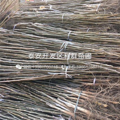 占地核桃苗 占地核桃苗報價 占地核桃苗價格