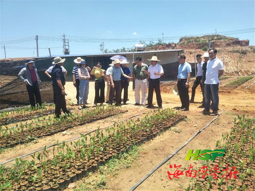胡翔深入龍江農(nóng)場公司調(diào)研苗木產(chǎn)業(yè)發(fā)展