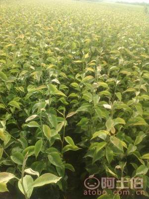 占地棗樹市場解析：2018年價格、產(chǎn)地與供應商概覽