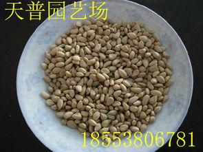 山東枸橘苗1-3年量大批發價格、廠家信息與林業種植指南