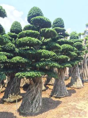 造型優美小葉榕供應，打造綠色生態空間——龍海市東泗興輝園藝場專業綠化苗木服務