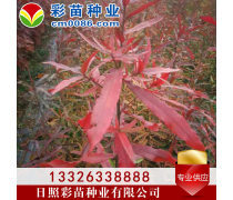 優化苗木產品庫策略，提升園林綠化行業競爭力