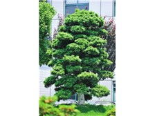 瀏陽(yáng)市軒達(dá)苗木種植專業(yè)合作社 花卉種植產(chǎn)品展示