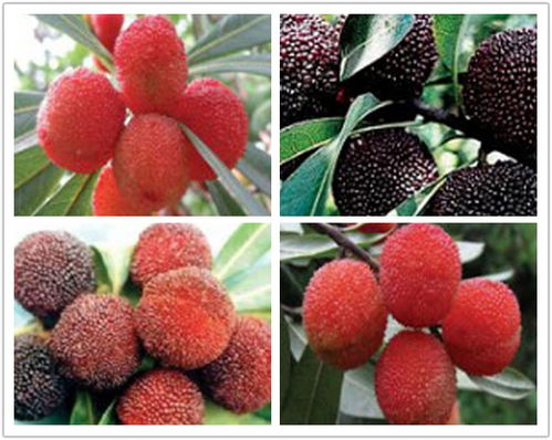 莊順果樹(shù)苗 仙越與阜陽(yáng)品種的優(yōu)質(zhì)苗木特點(diǎn)