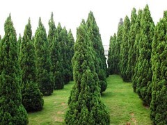 青州綠化苗木 選購(gòu)優(yōu)質(zhì)綠化苗木，首選聚寶花卉苗木