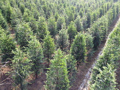 紅豆杉價格與高清細(xì)節(jié)圖鑒賞——東安縣恒信苗木種植農(nóng)民專業(yè)合作社專業(yè)解析