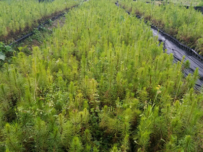 忻城苗木栽培正當(dāng)時，林業(yè)產(chǎn)業(yè)鋪就脫貧致富路