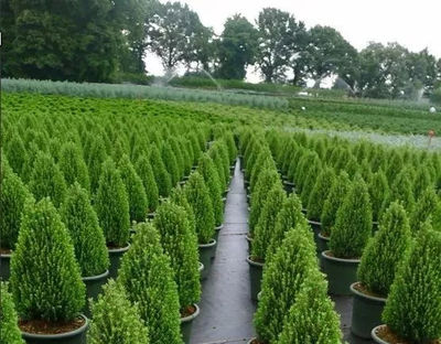 苗木生產(chǎn)與造林綠化的“亂象”，是時候改變了