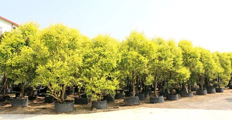 行情回暖，機(jī)遇與挑戰(zhàn)并存——深度解析苗木市場新趨勢與苗圃發(fā)展策略